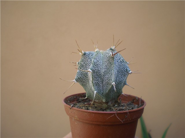 Astrophytum ornatum
